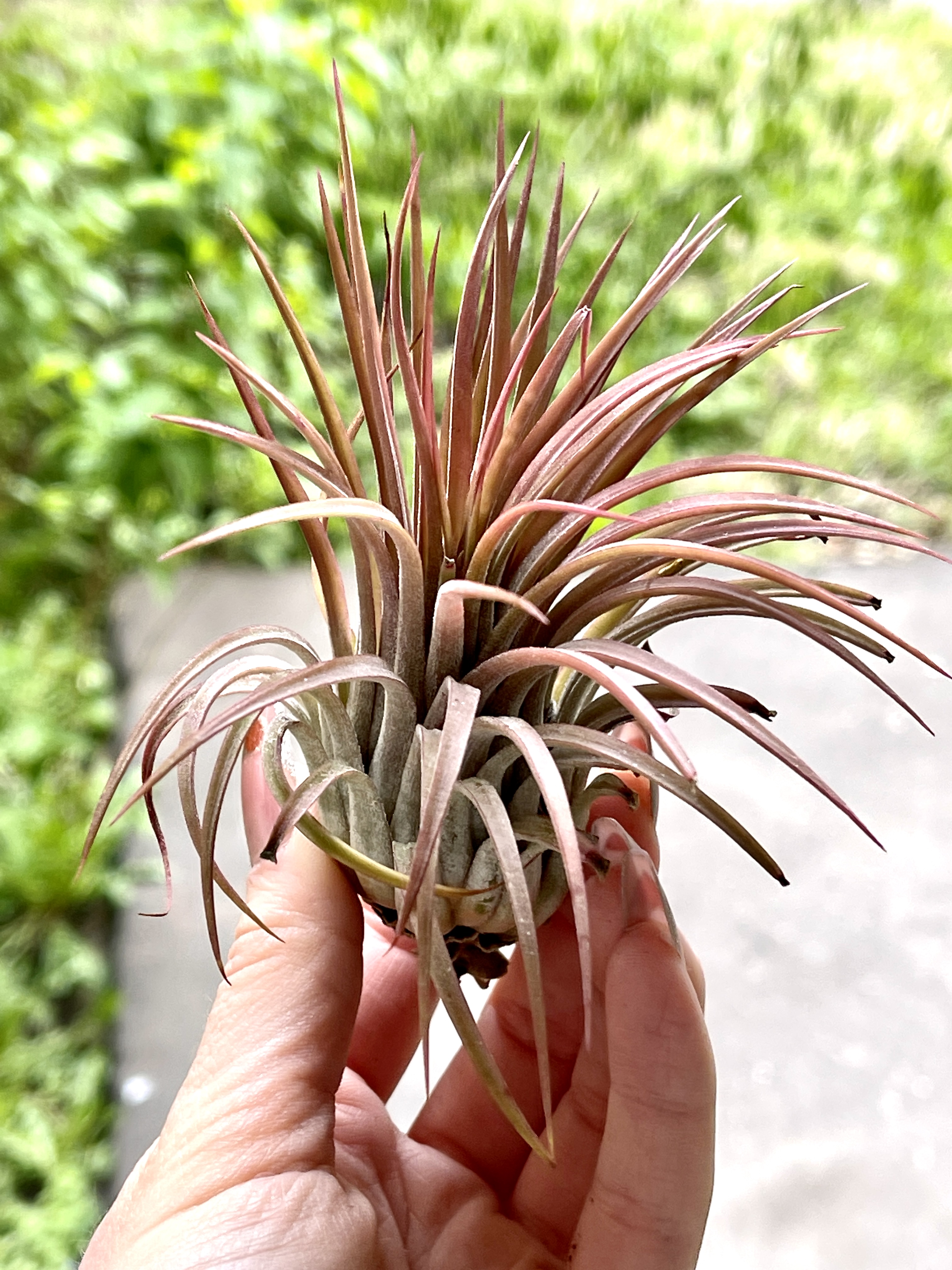 Тилландсия Ионанта Красная XL (Tillandsia Ionantha Red)