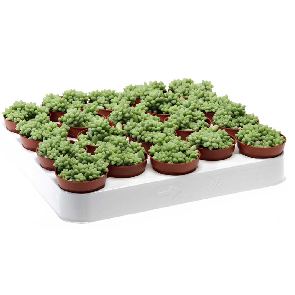 Седум Буррито Мини (Sedum Burrito Mini) D5см