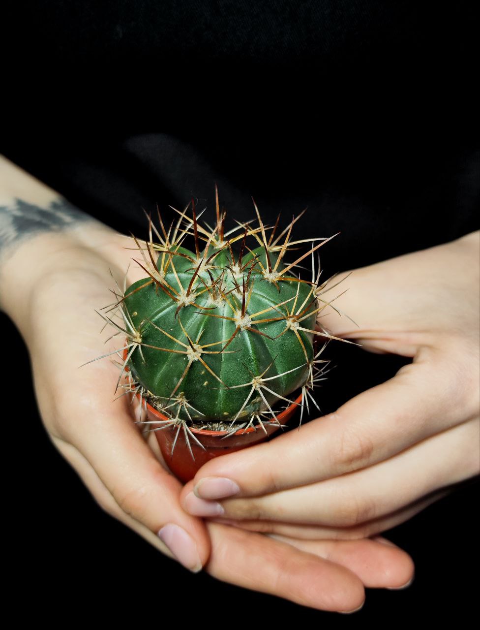 Мелокактус Байский (Melocactus Bahiensis) D5см