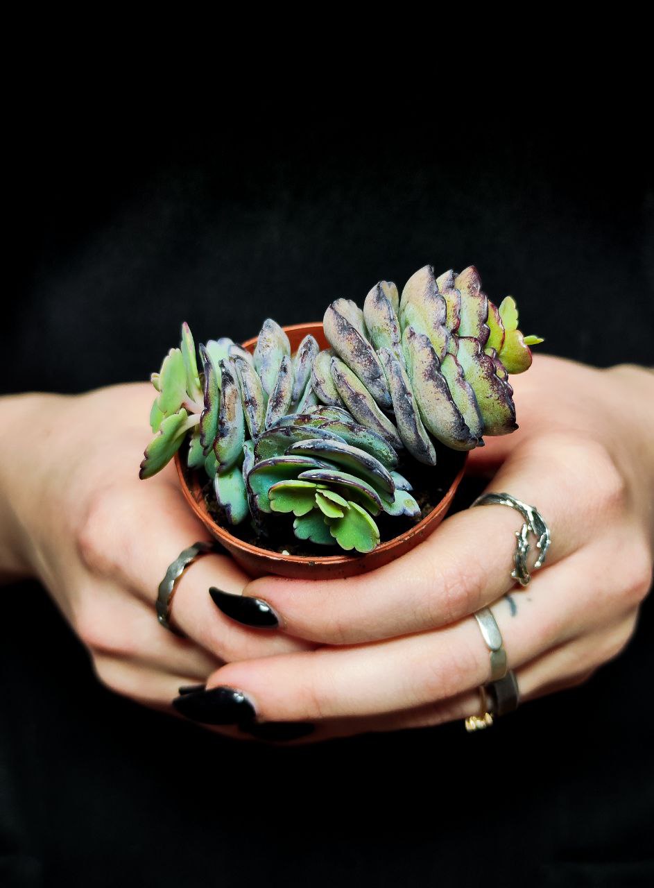 Каланхоэ Лаксифлора (Kalanchoe Laxiflora) D5см