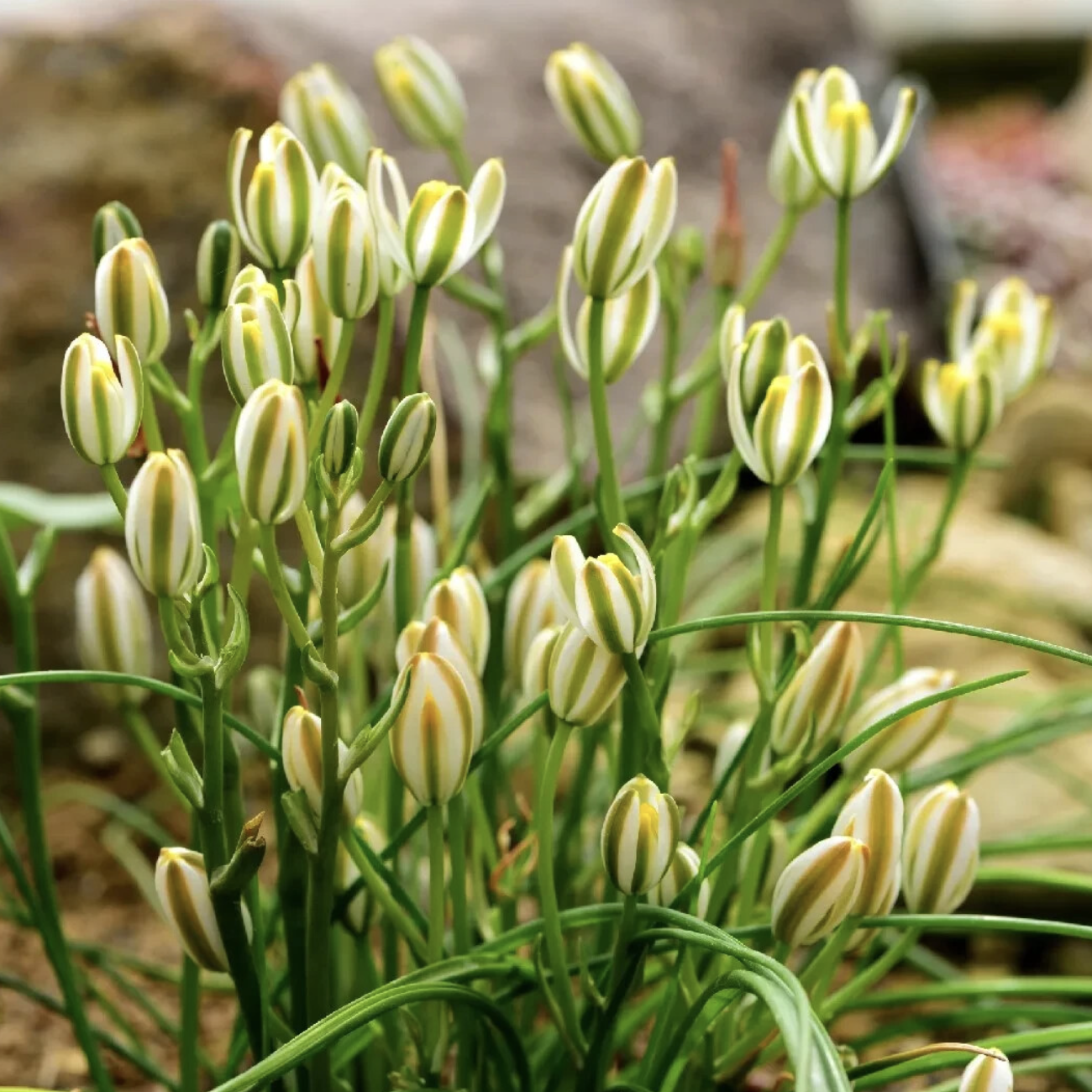 Альбука Хумилис (Albuca Humilis) D6,5см