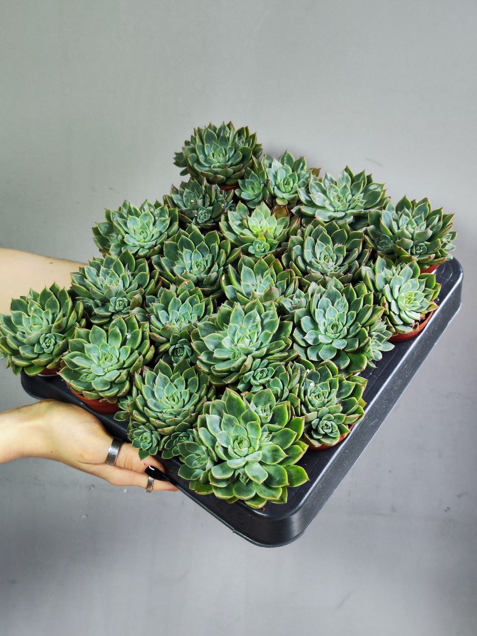 Граптопеталум Альтаир (Graptopetalum Altair) D5см