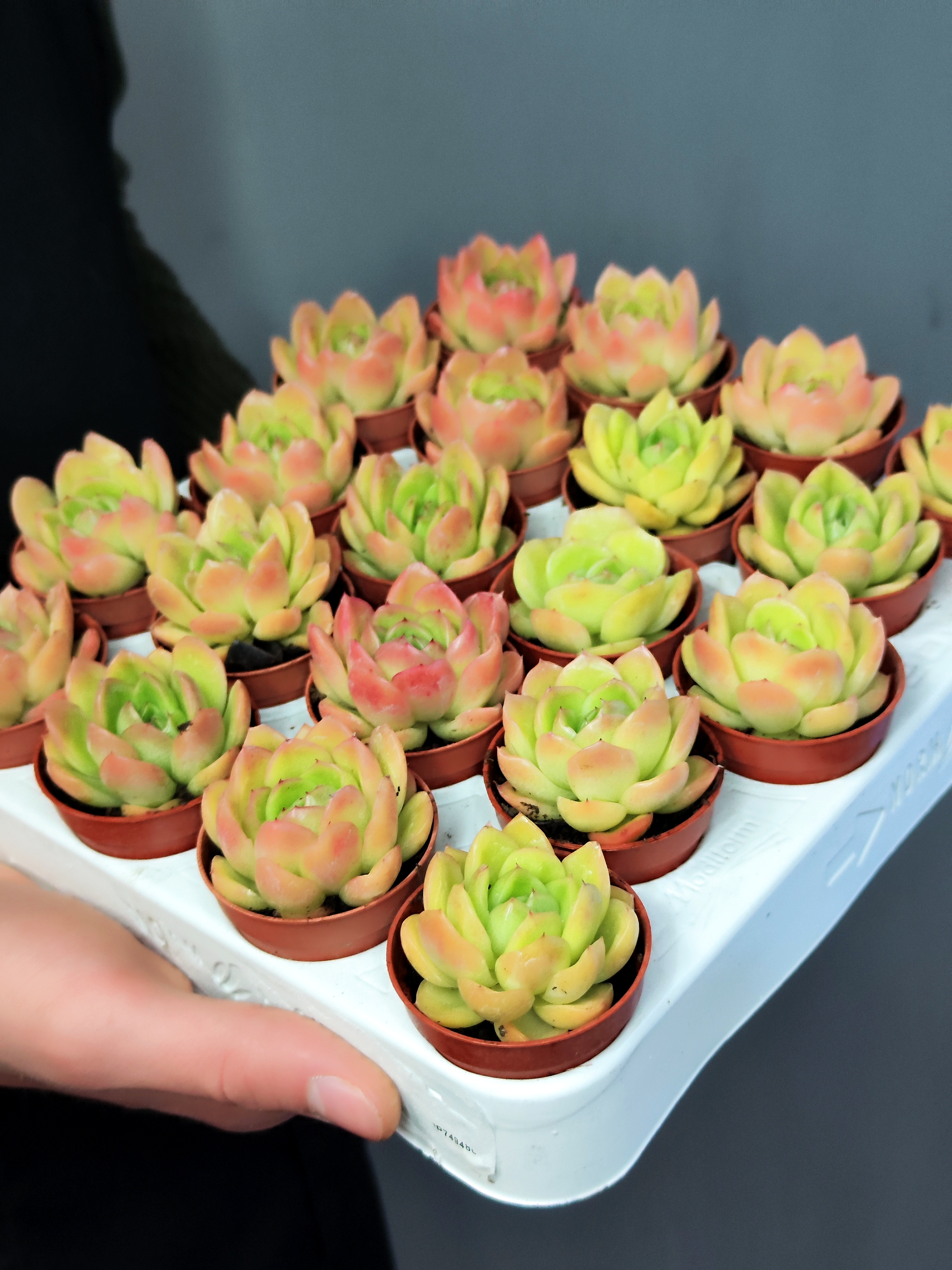 Эхеверия Гилва Ред (Echeveria Gilva Red) D5см