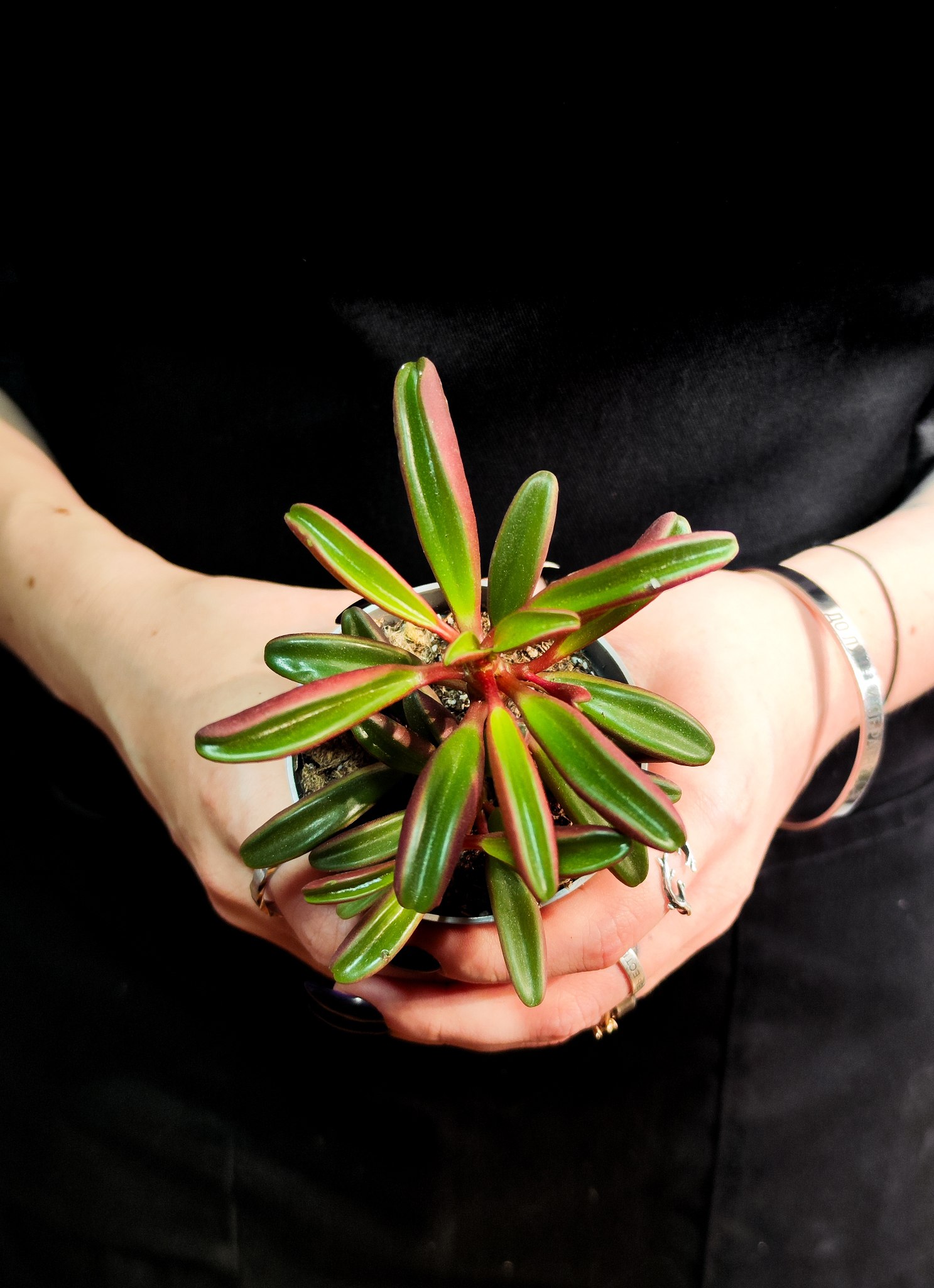 Пеперомия Пахучая (Peperomia Graveolens) D6см