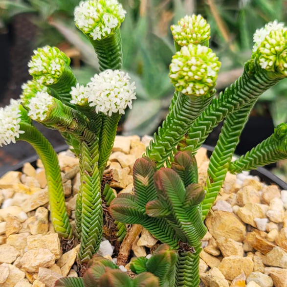 Крассула Пирамидалис (Crassula Pyramidalis) D5см
