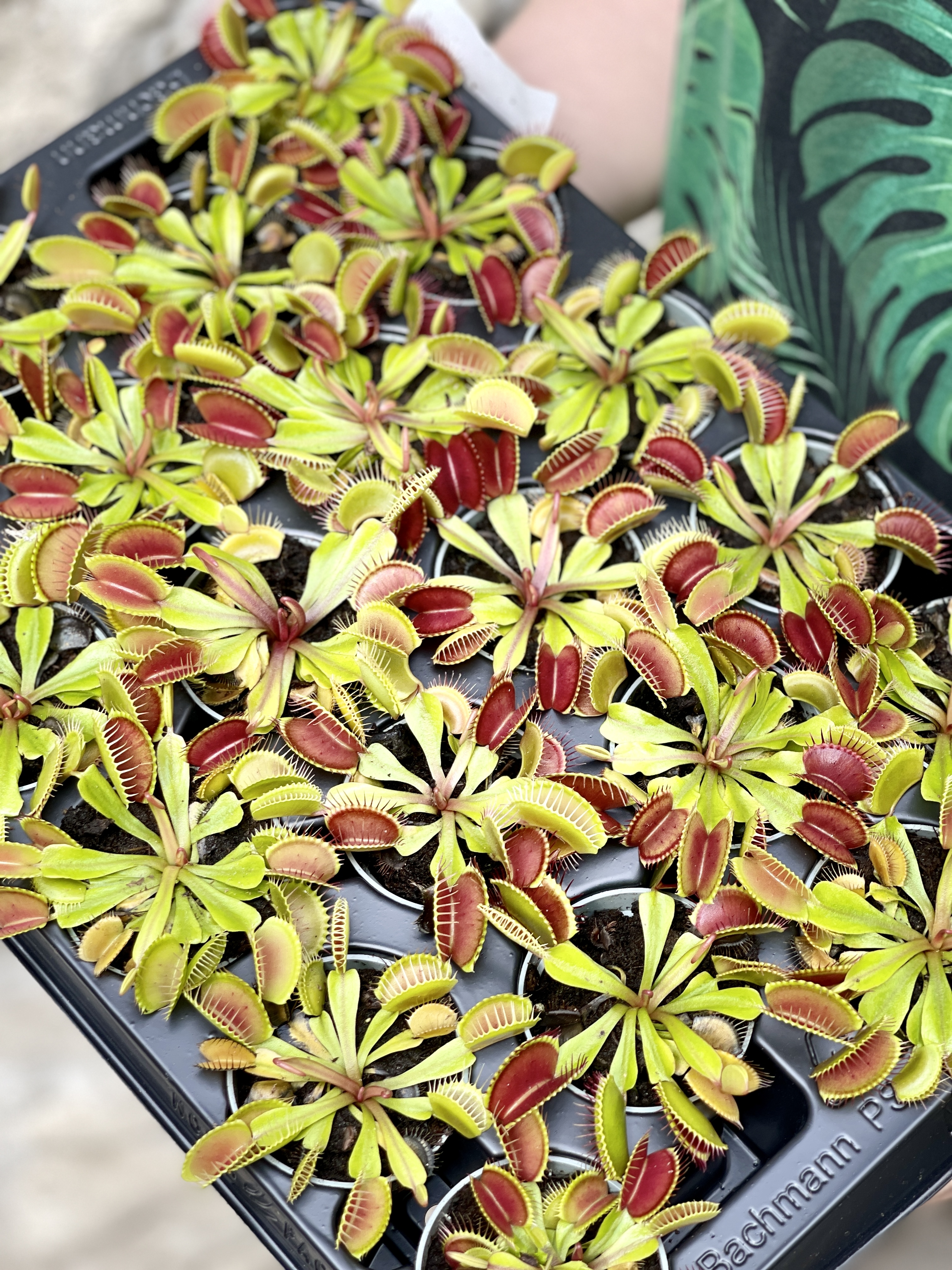Венерина Мухоловка Малютка (Dionaea Muscipula) D6см