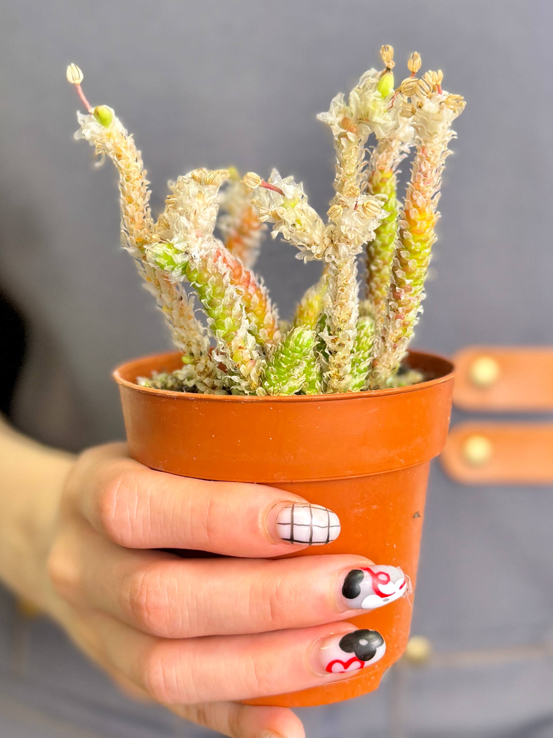 Авония Рекурвата (Avonia Recurvata) D8,5см