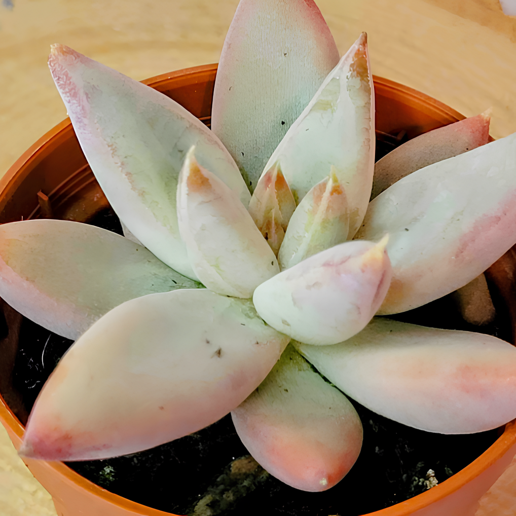 Эхеверия Толиманенсис (Echeveria Tolimanensis) D5см