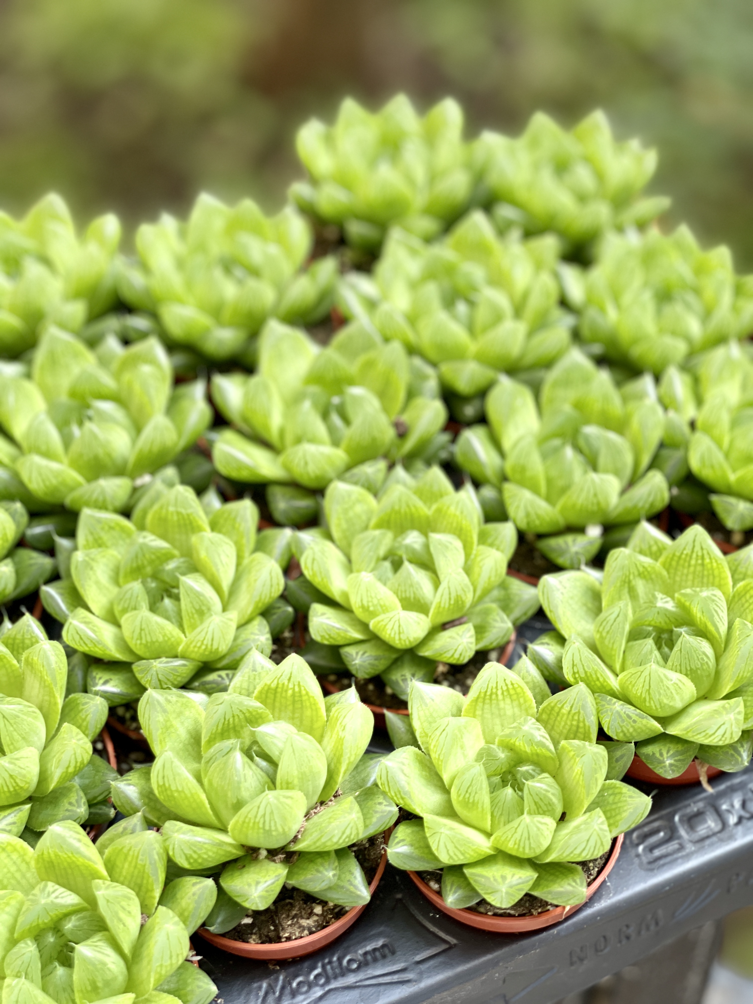Хавортия Купера Пиктурата (Haworthia Cooperi var. Picturata) D5см