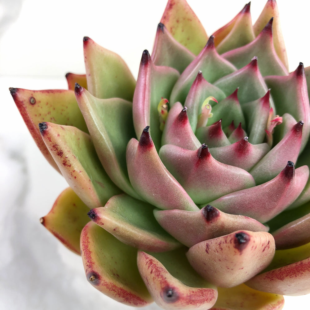Эхеверия Агавоидес Эбони (Echeveria Agavoides Ebony) D8см