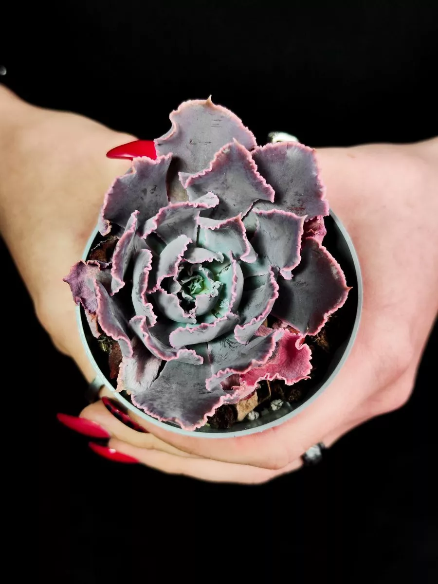 Эхеверия Шавиана Пинк Фриллс (Echeveria Shav.Pink Frills) D6,5см