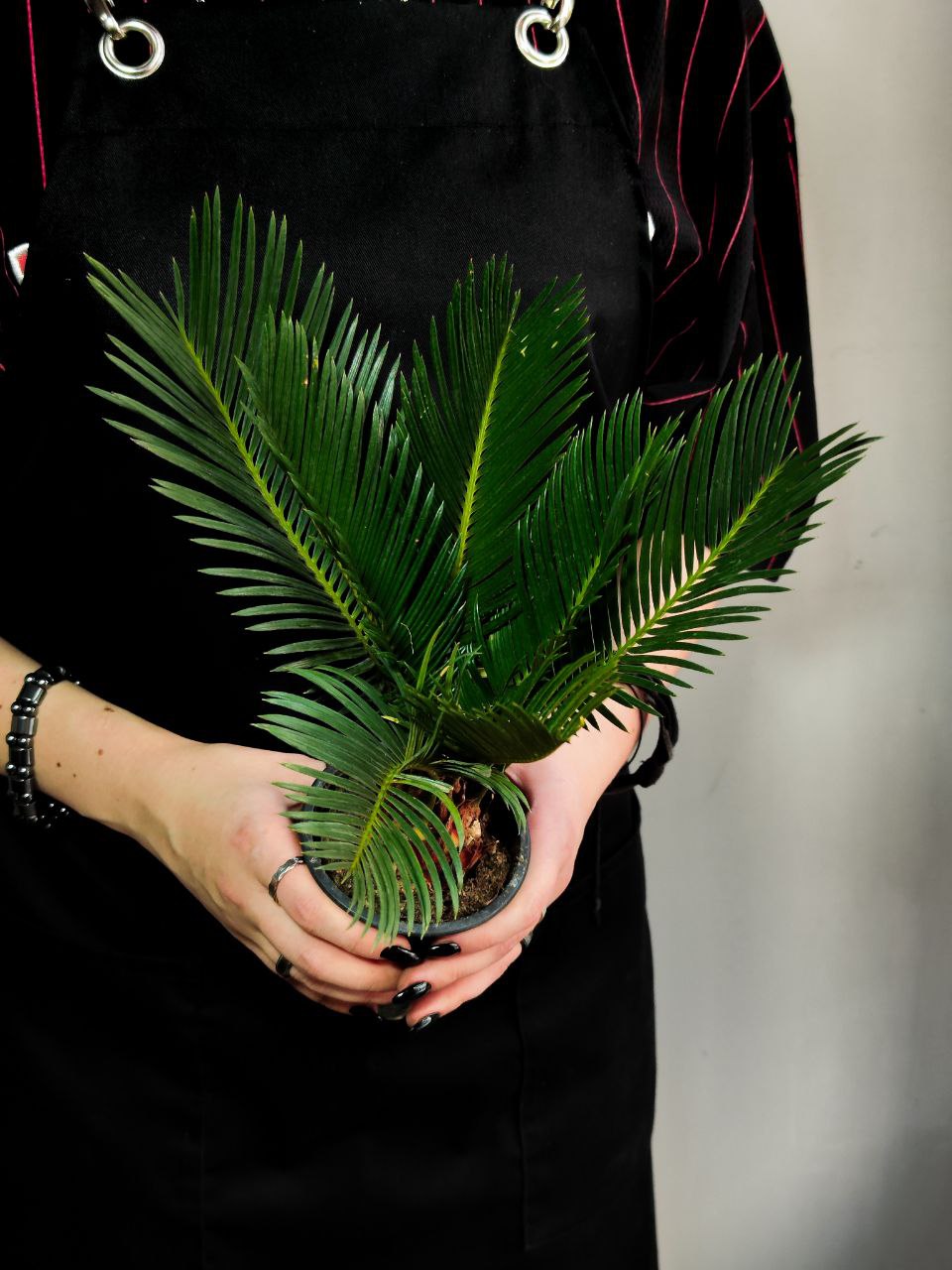 Цикас Революта (Cycas Revoluta) D9см