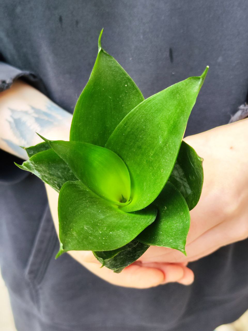 Сансевиерия Ханни Блэк (Sansevieria Hahnii Black) D6см