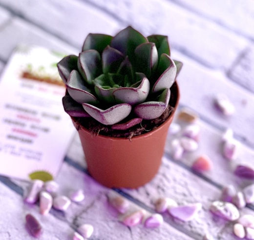 Эхеверия Морани (Echeveria Moranii) D5см