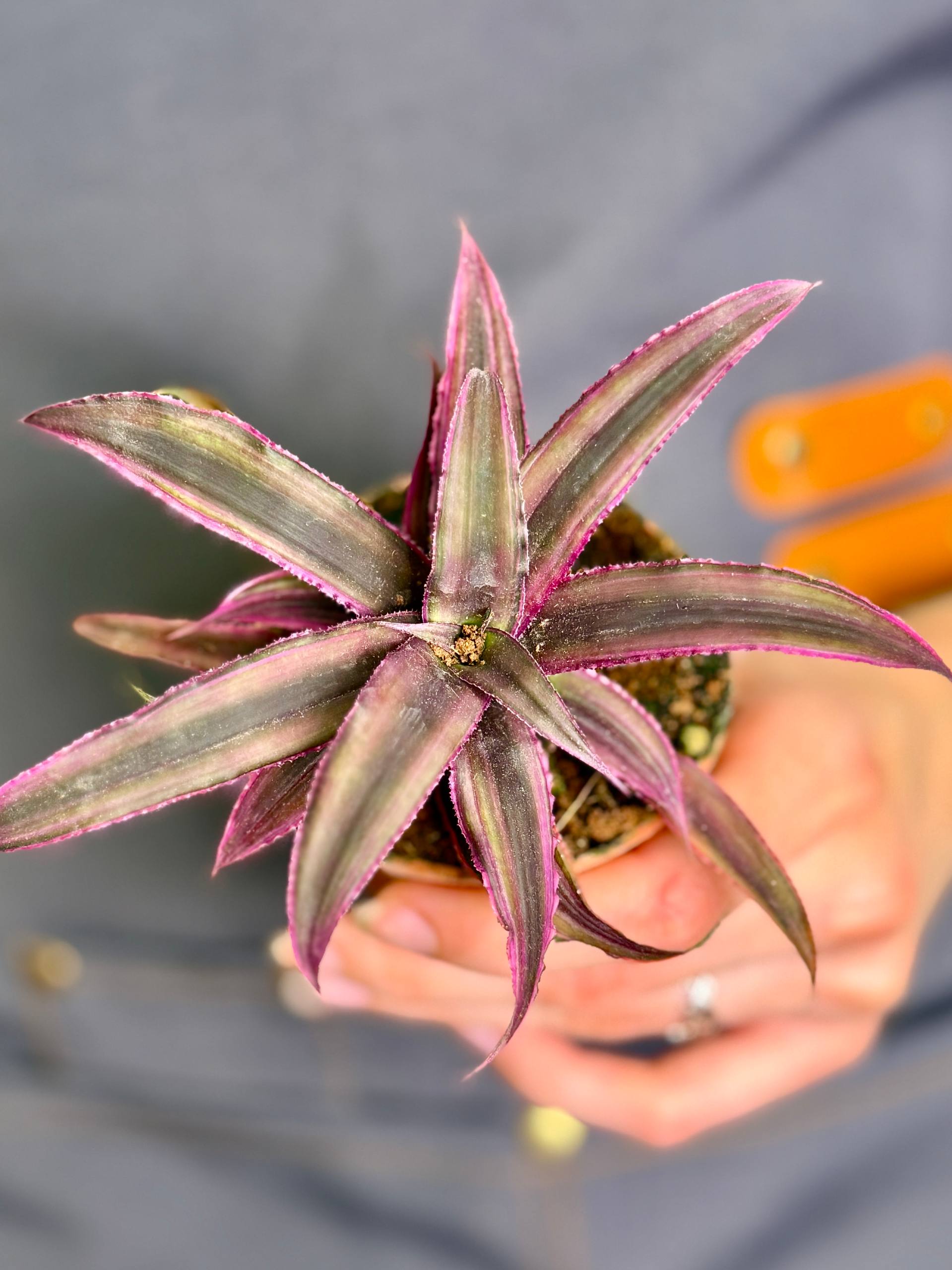 Криптантус Китайский Гибрид (Cryptanthus Bromelioides Hybrid) D8см