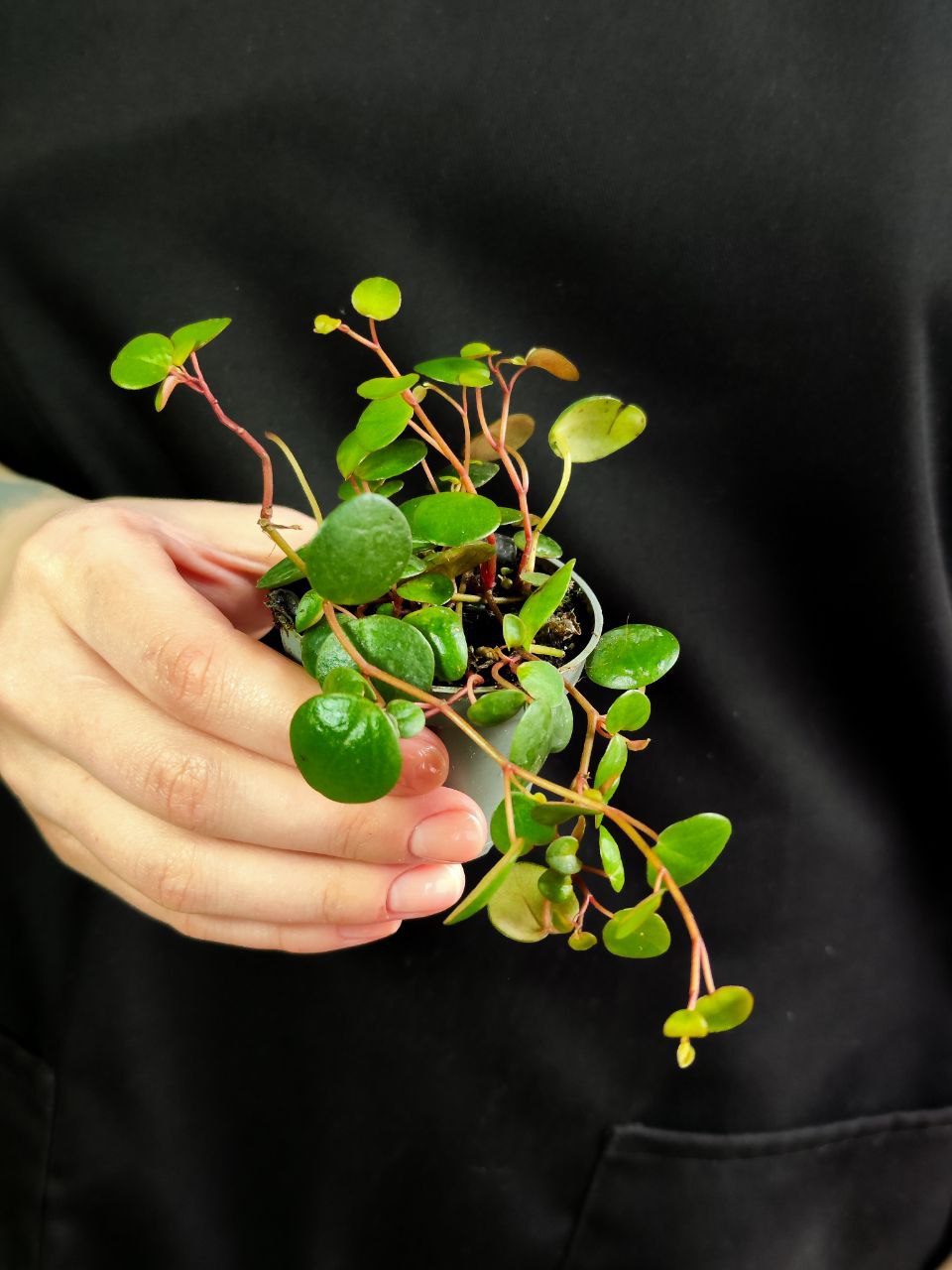 Пеперомия Пепперспот (Peperomia Pepperspot) D5см