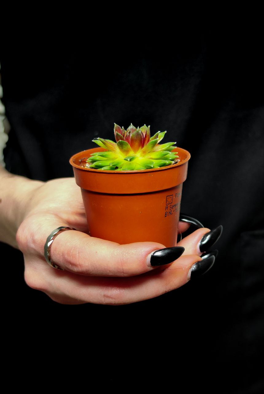 Молодило Кассиопея (Sempervivum Cassiopeia) D5см