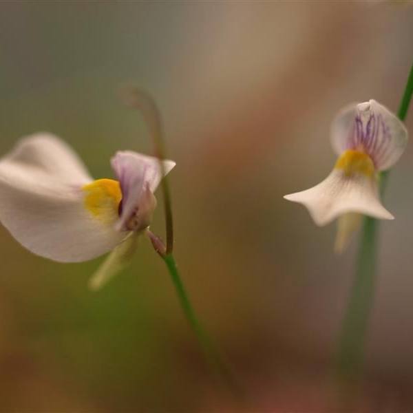 Пузырчатка девственная (Ultricularia Parthenopipes) D9см