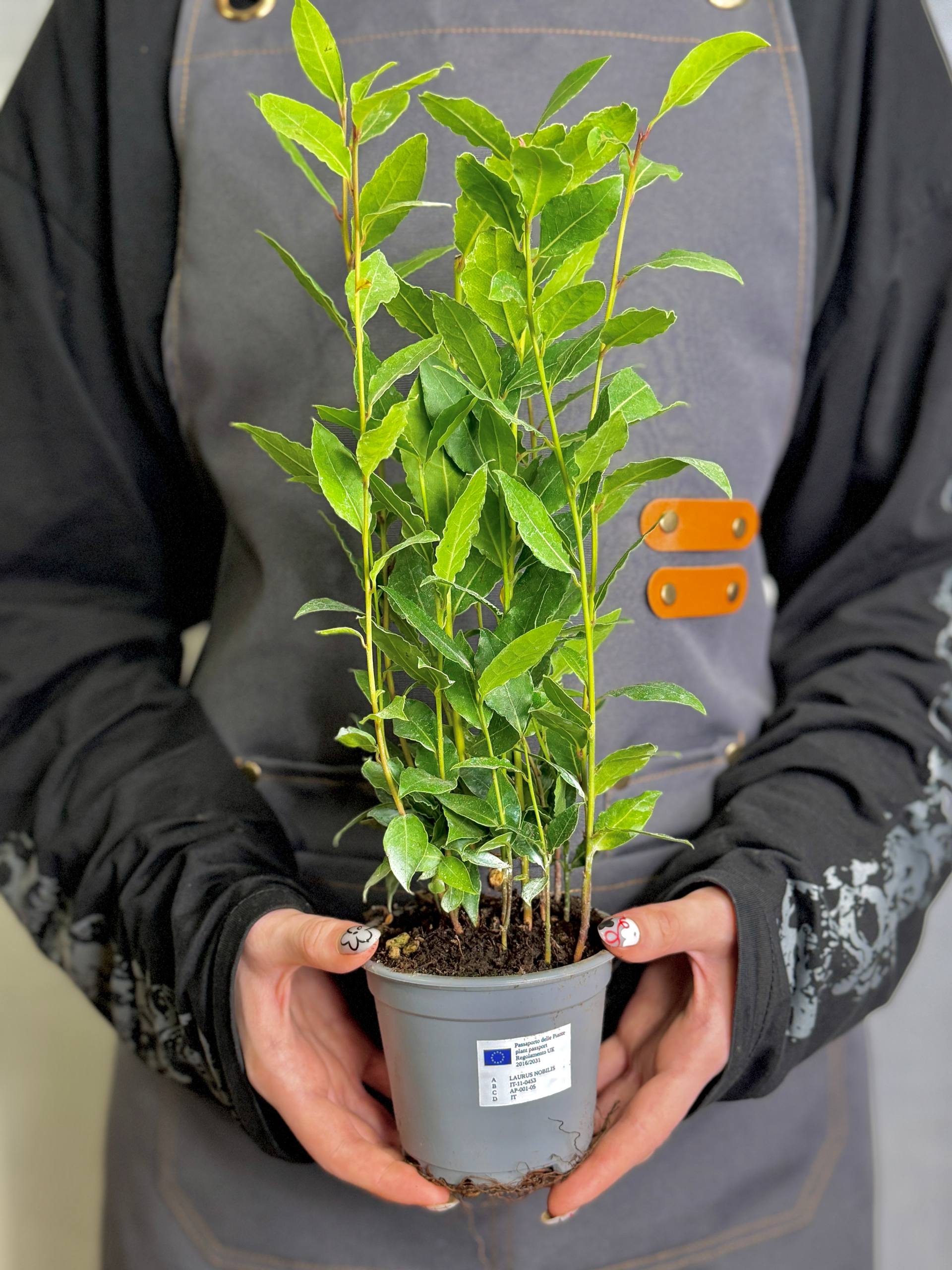 Лавр Благородный, или Лавровое дерево (Laurus Nobilis) D11см