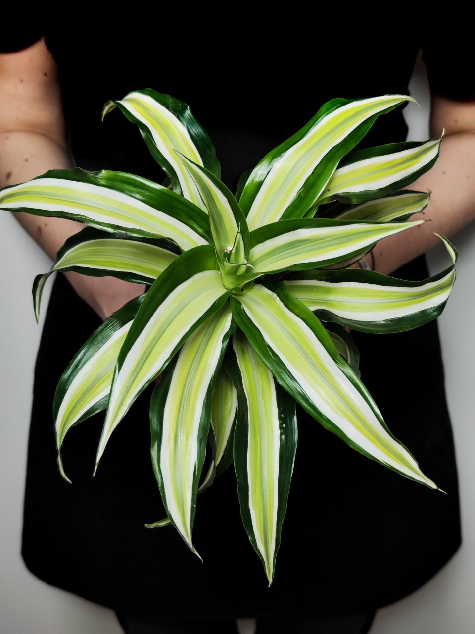 Драцена Фрагранс Малайка (Dracaena Dragontree Malaika) D12см