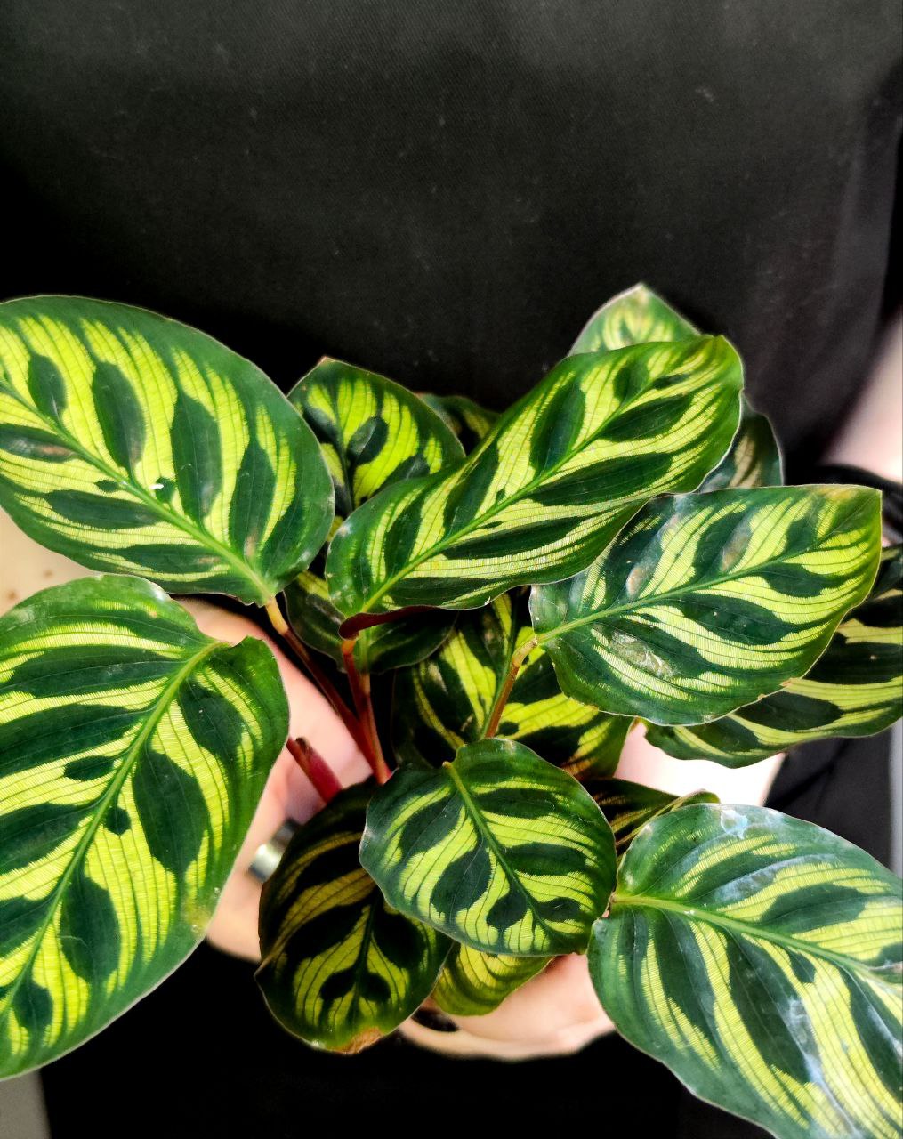 Калатея Макояна (Calathea Makoyana) D7см
