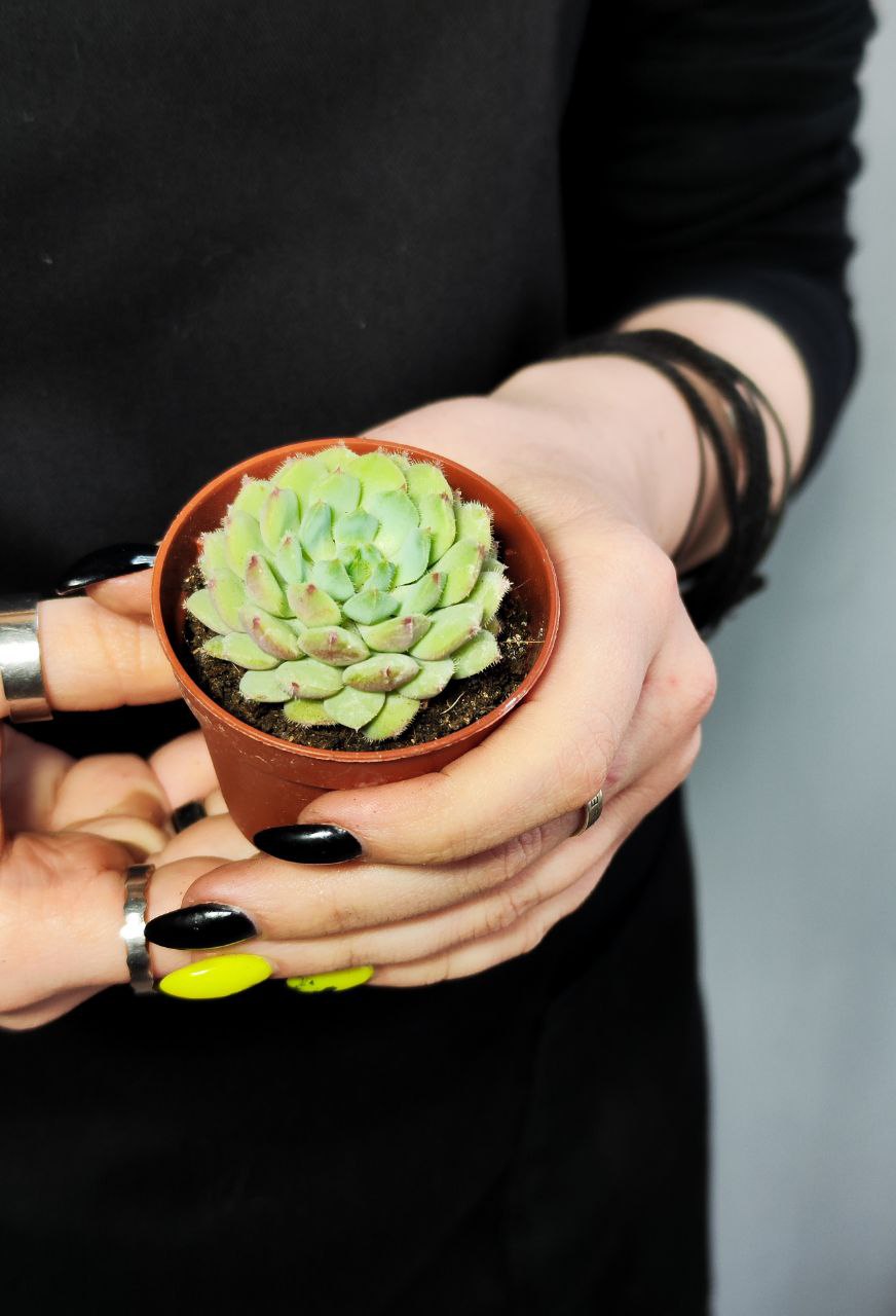 Эхеверия Деренберга Грин (Echeveria Derenbergii Green) D5см