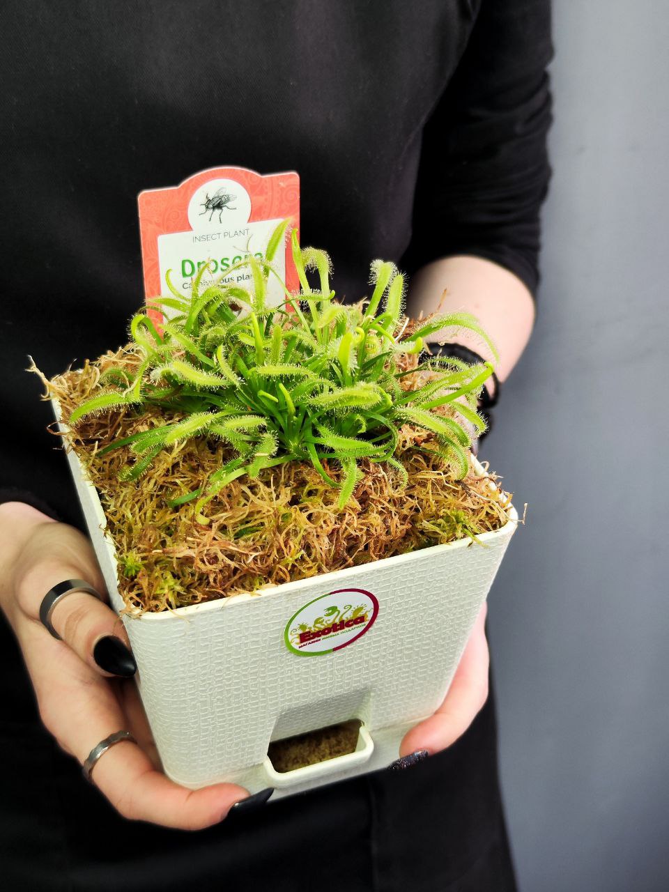 Росянка Альба (Drosera alba) пересаженная D12см