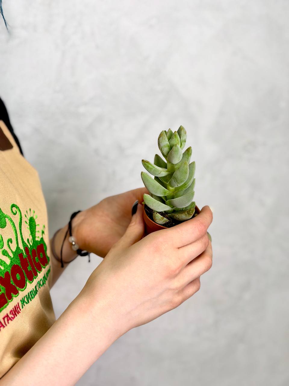 Крассула Мунглоу, или Лунное Свечение (Crassula Moonglow) D5cм