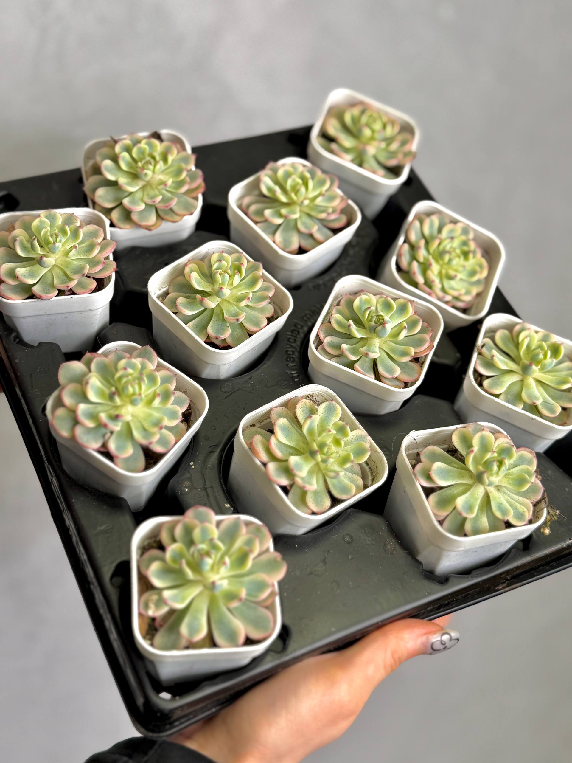 Эхеверия Блю Эппл Вариегатная (Echeveria Blue Apple Variegated) D5см