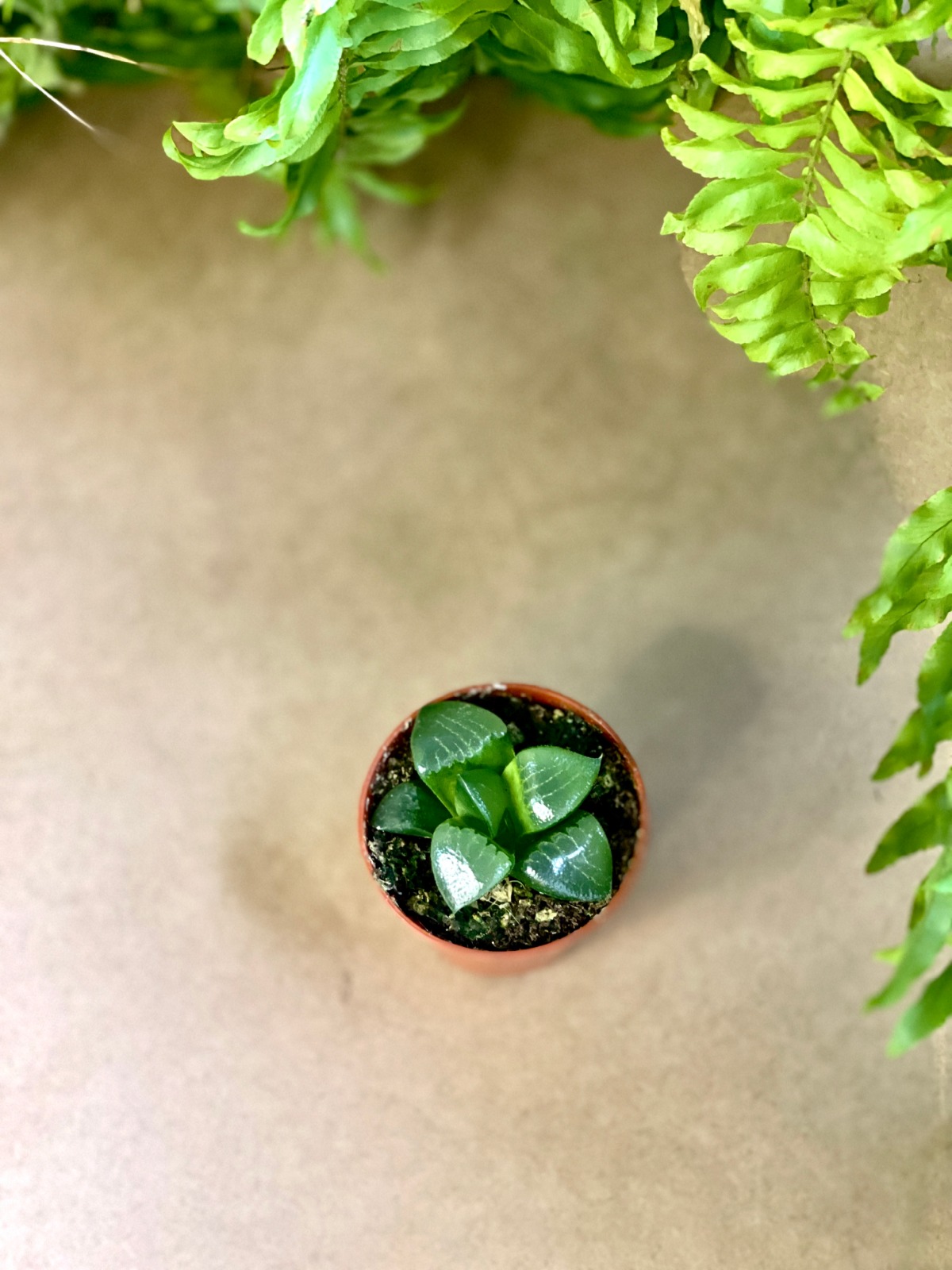 Хавортия Баера Мунстоун (Haworthia Bayeri Moonstone) D5см