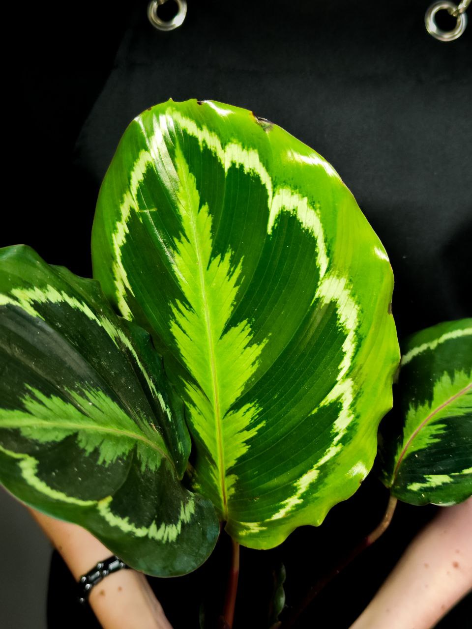 Калатея Медальон (Calathea Roseopicta Medallion) D12см