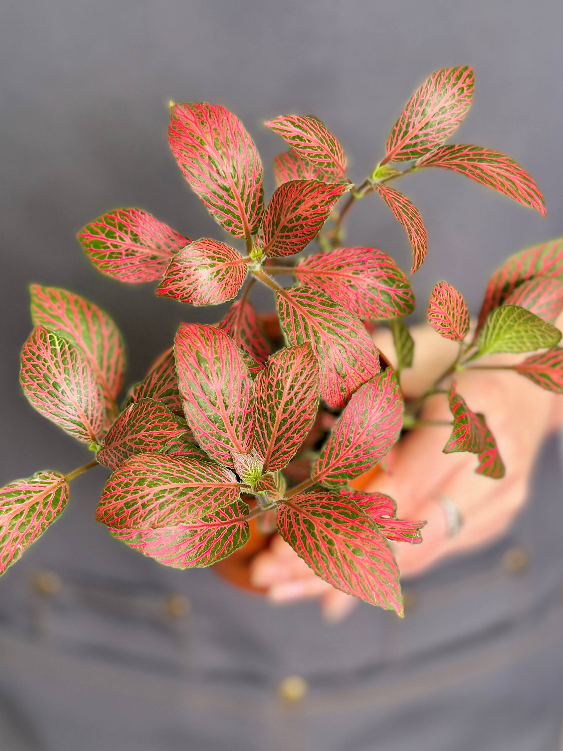 Фиттония Мозаик Пинк Даймонд (Fittonia Mosaic Pink Diamond) D8,5см