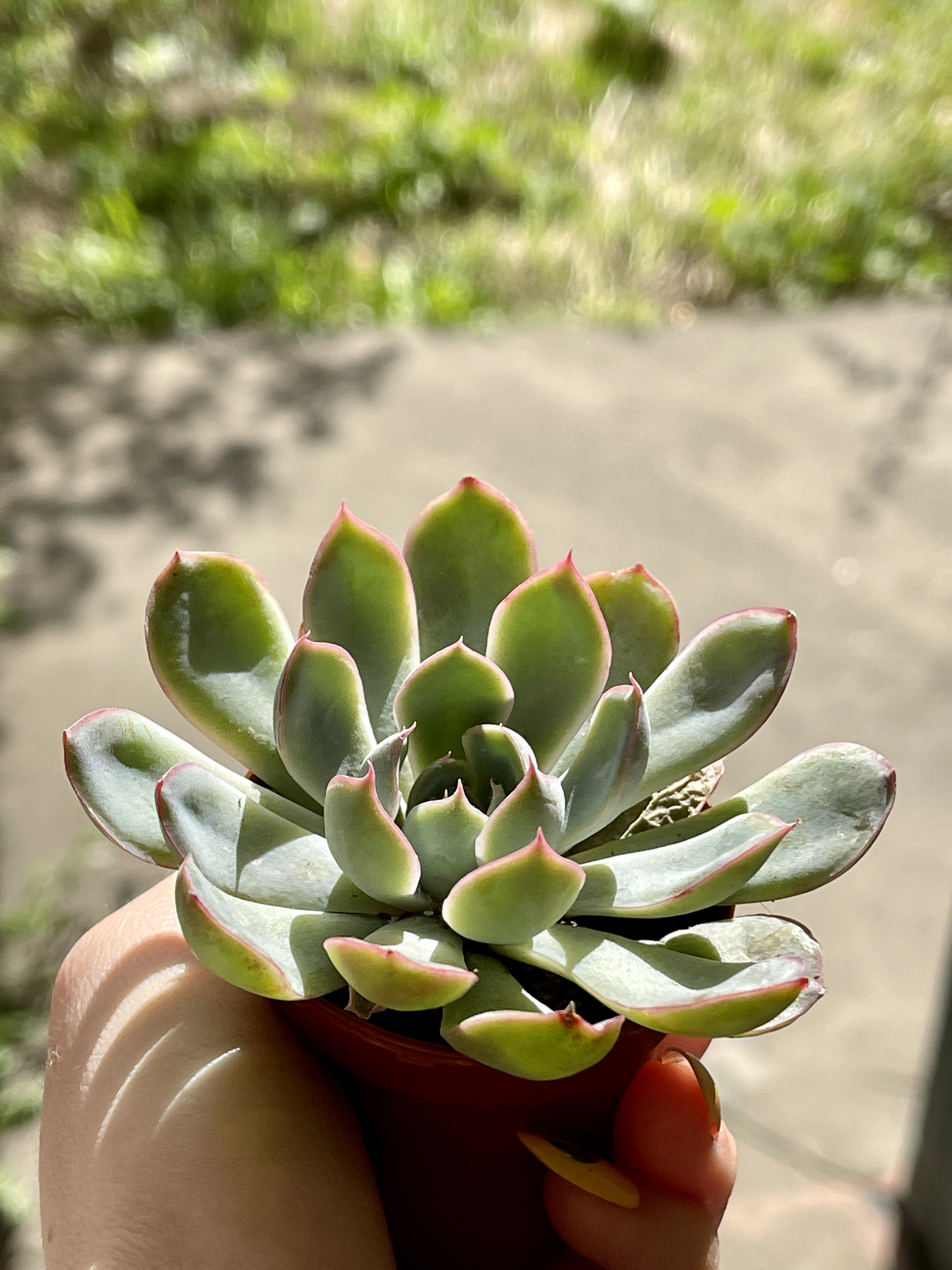 Эхеверия Пулидонис (Echeveria Pulidonis) D5см