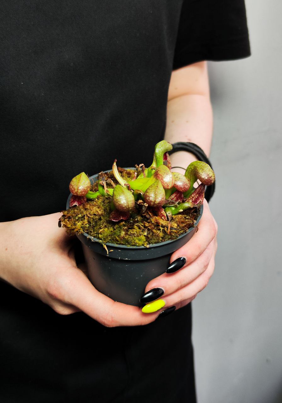 Дарлингтония Калифорнийская (Darlingtonia Californica) D9см