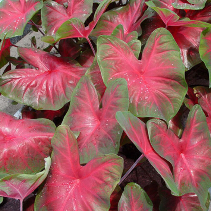 Каладиум Роял Флеш (Caladium Royal Flush) D12см