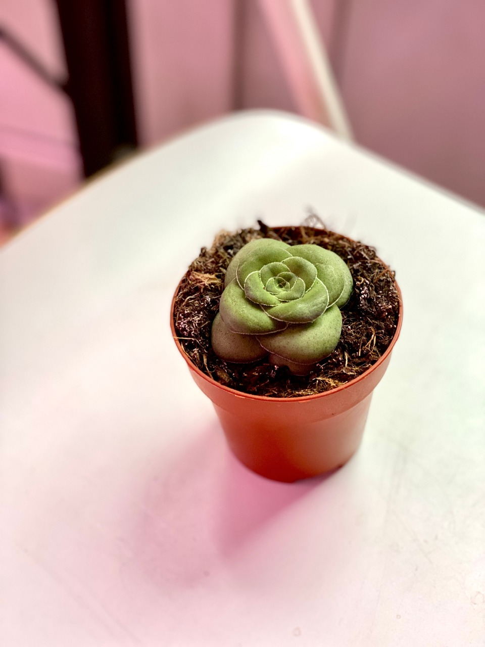 Крассула Хемисферика, или Полушаровидная (лат. Crassula Hemisphaerica) D8см
