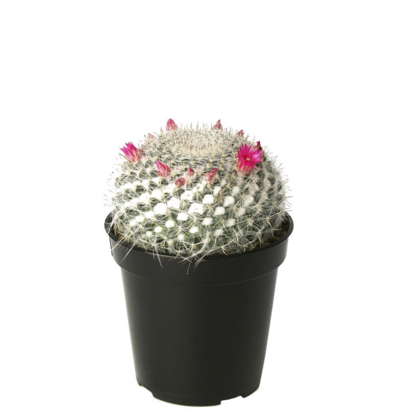 Кактус Маммиллярия (лат. Cactus Mammillaria) D9см