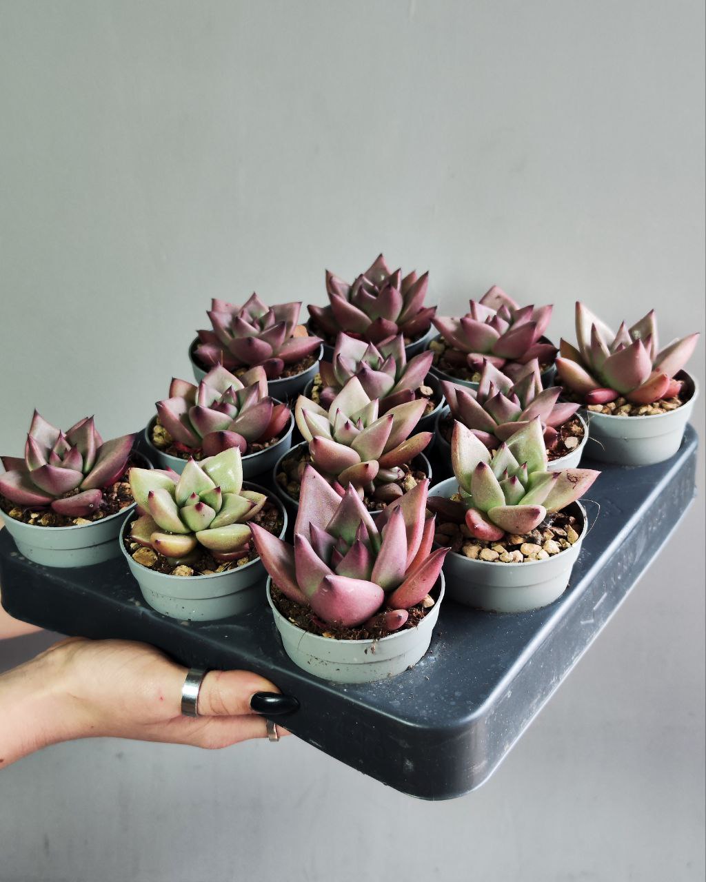 Эхеверия Агавовидес Ромео (Echeveria Agavoides Romeo) D6,5см
