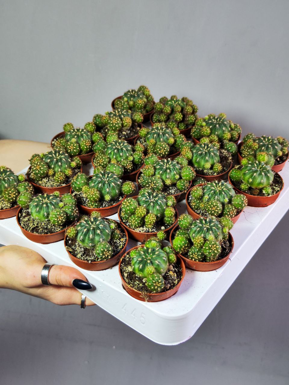 Кактус Матукана Польци (Cactus Matucana Polzii) D5см