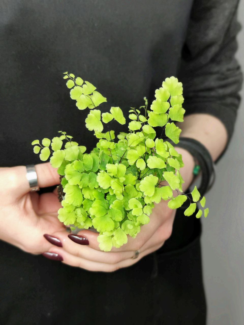 Адиантум Фриц Лутц, Ажурный Папоротник (Adiantum Fritz Luthi) D6см
