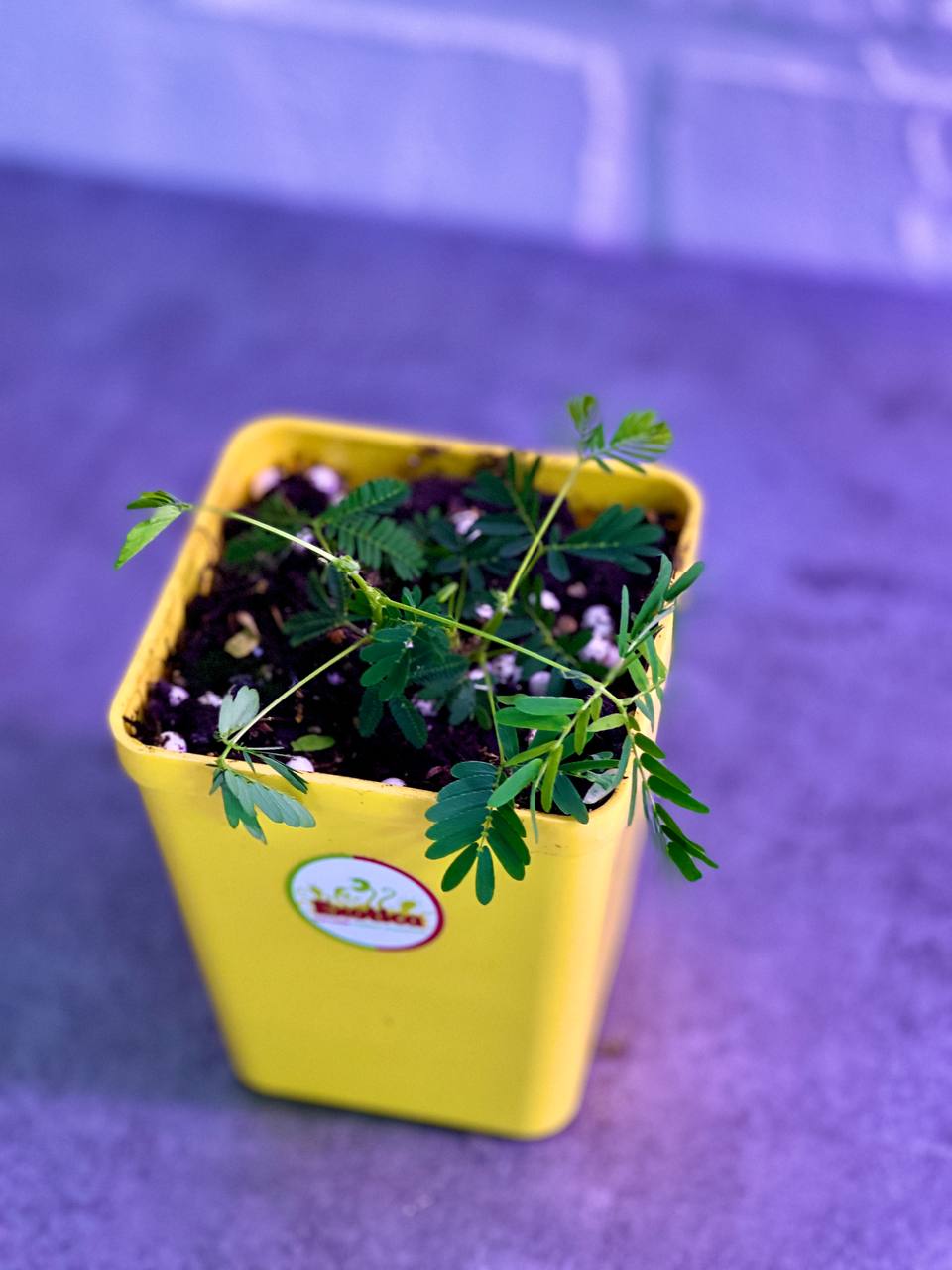 Стыдливая мимоза (Mimosa Pudica) пересаженная D10см