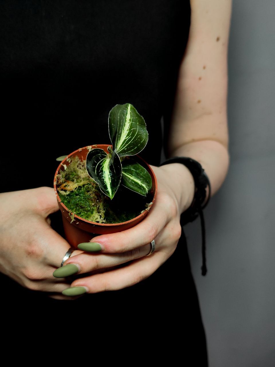 Орхидея Драгоценная Карма Эмбер (Jewel Orchid Karma Amber) D7см