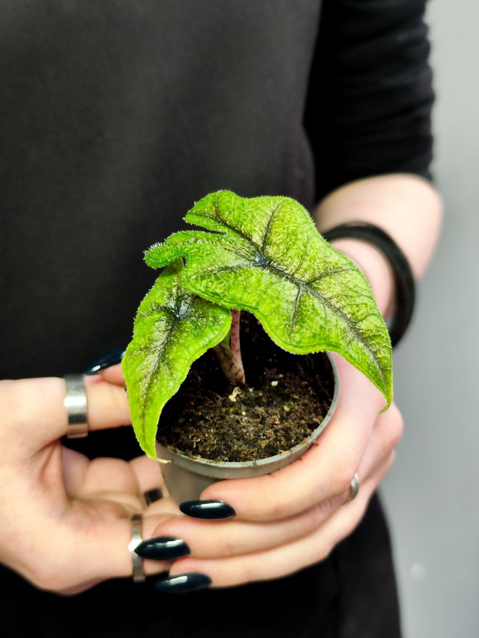 Алоказия Жаклин (Alocasia Jacklyn) D6см
