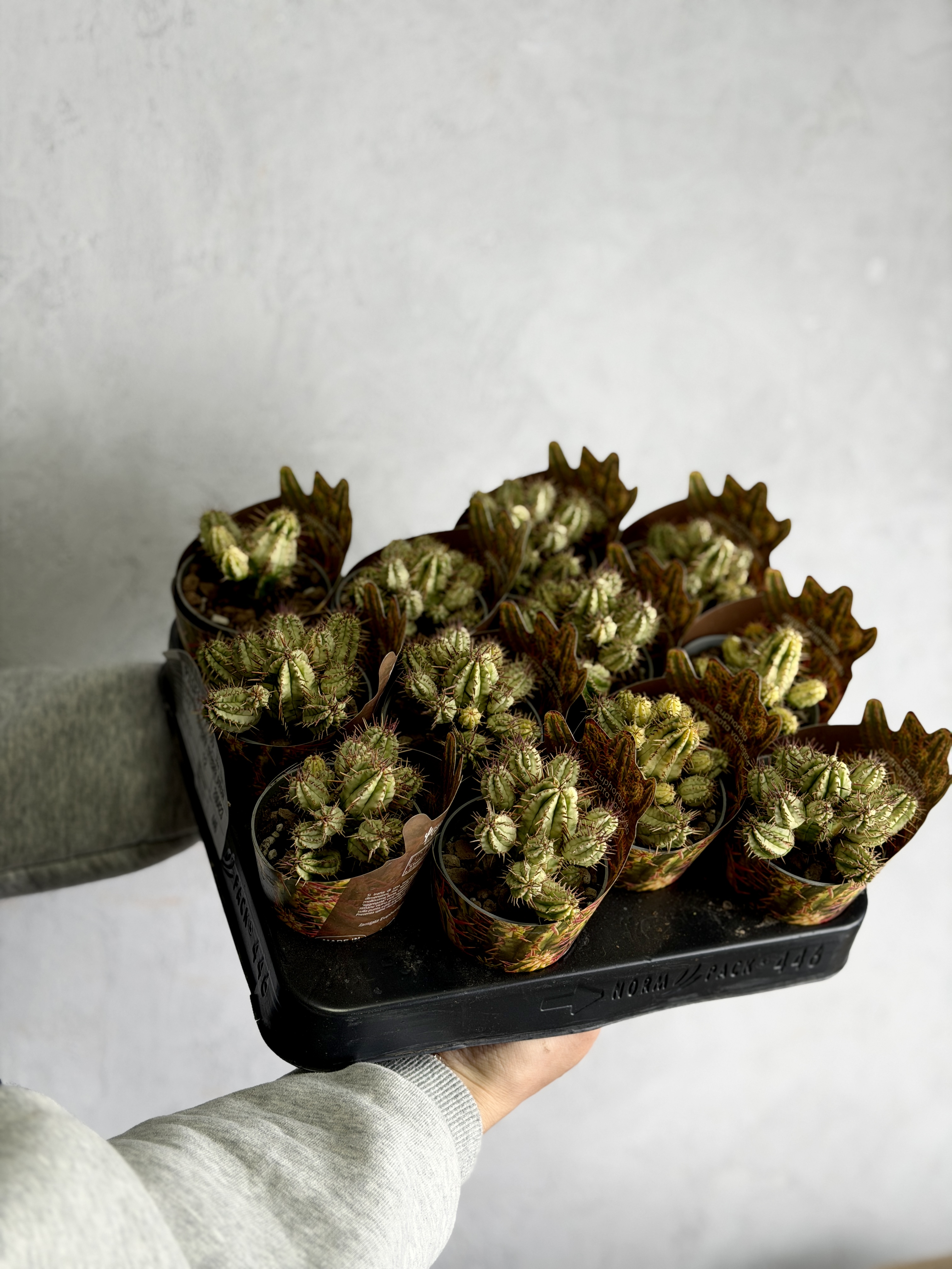 Эуфорбия Аггрегата Вариегата (Euphorbia Aggregata Variegata) D6,5см