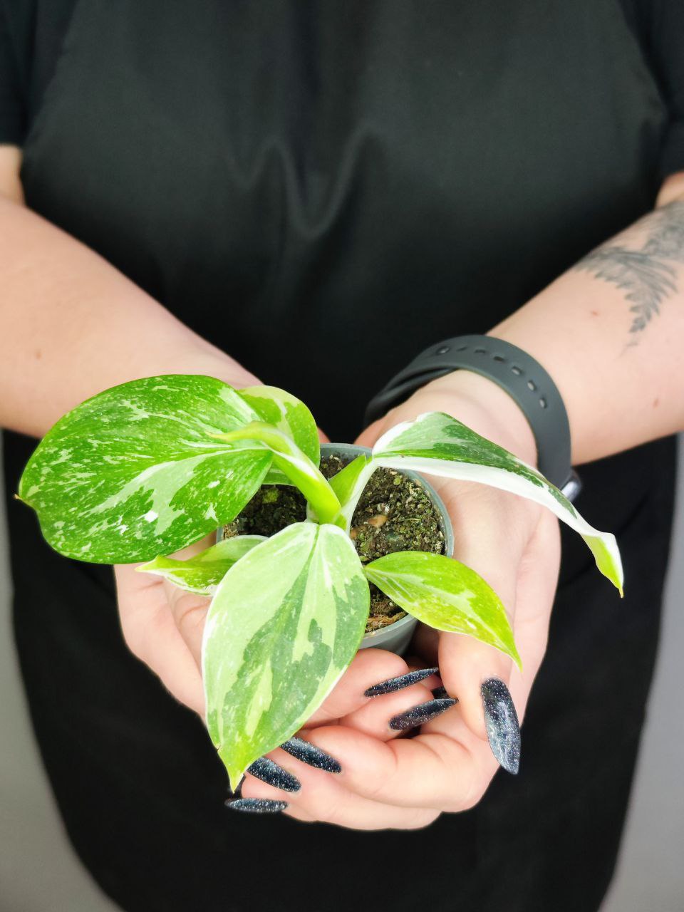 Филодендрон Вайт Визард (Philodendron White Wisard) D6см