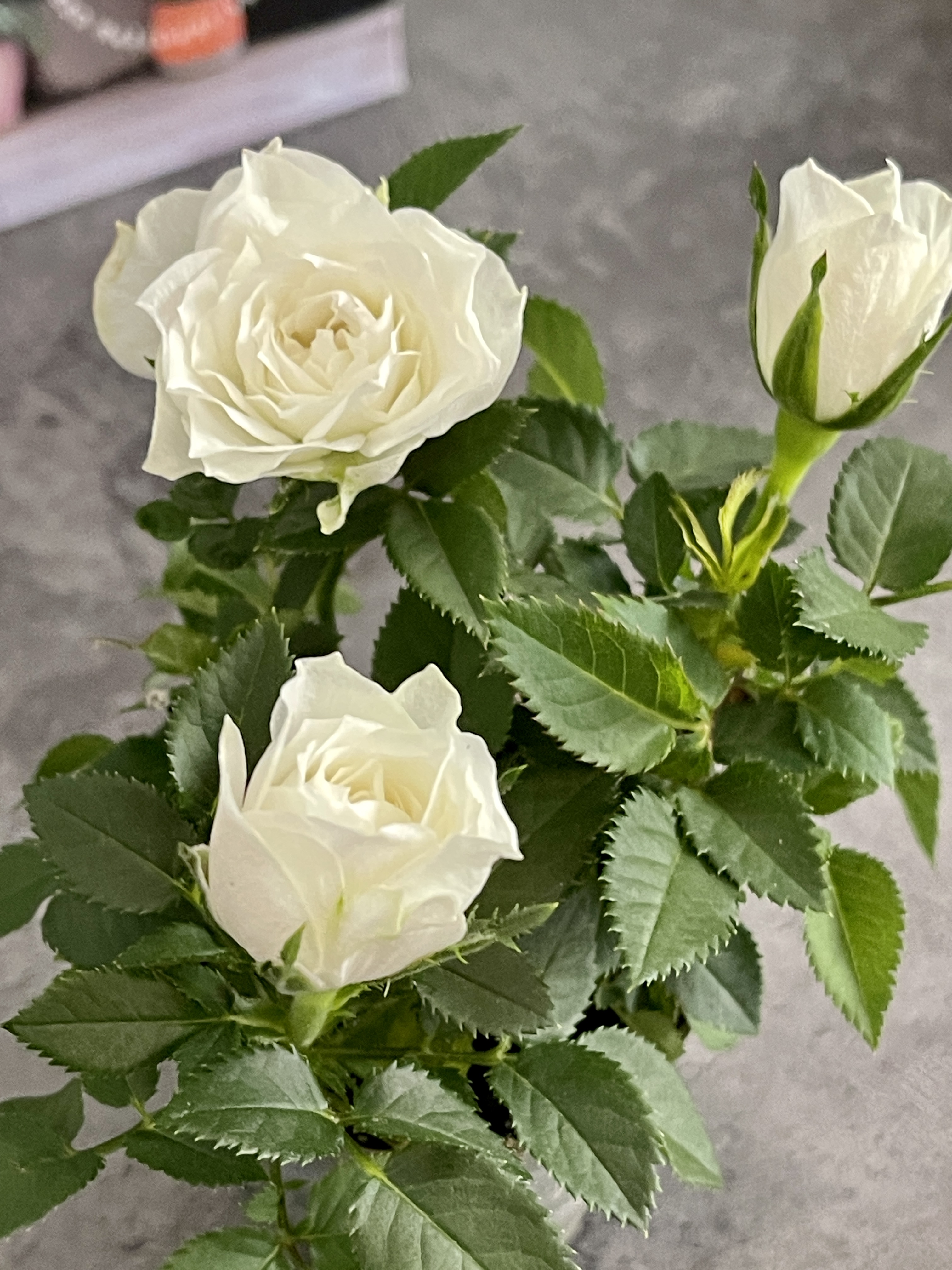 Роза Даника комнатная белая (Rosa Danica "White") D6см