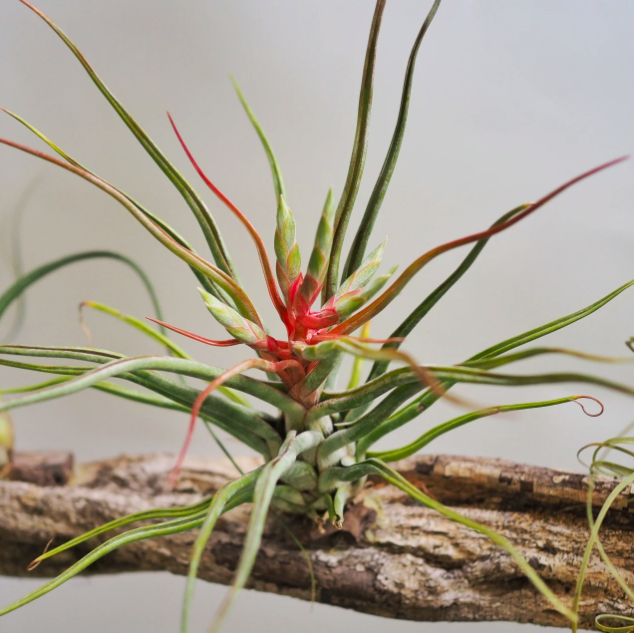 Тилландсия Сноутайм (Tillandsia Showtime)