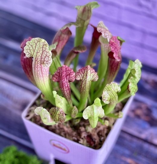 Саррацения Фиона (Sarracenia Philadelphia) пересаженная D12см