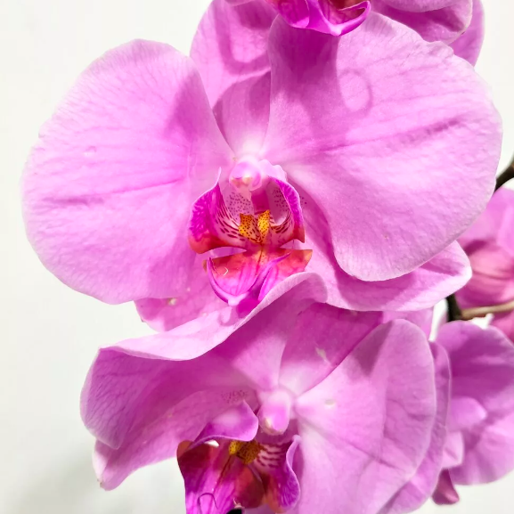 Орхидея Фаленопсис Розовая (Phalaenopsis Multiflora) D6см