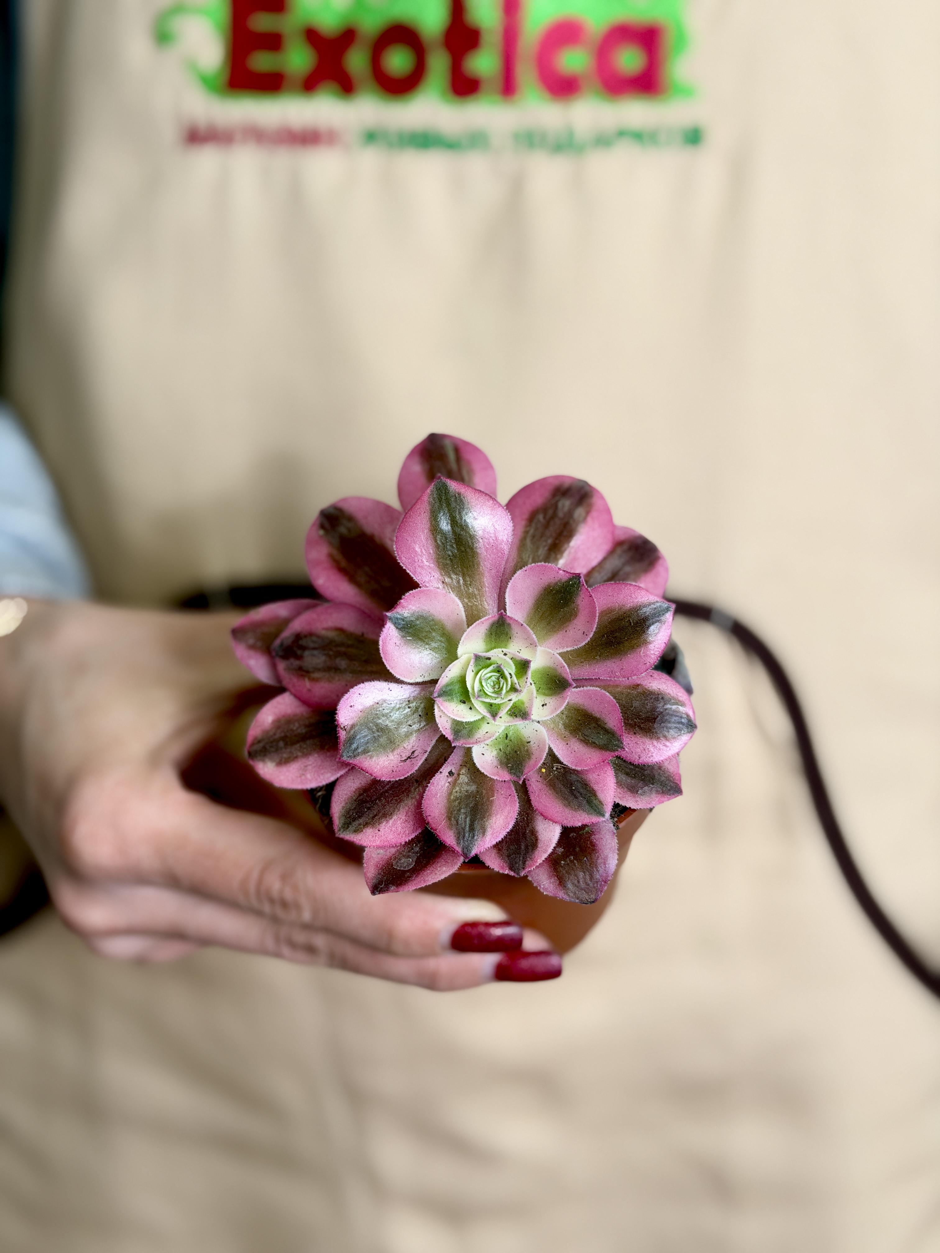 Эониум Ред Коппер (Aeonium Red Copper) D8,5см